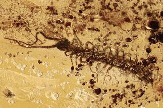 Large Detailed Fossil Stone Centipede (Lithobiidae) In Baltic Amber #288178