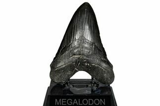 Fossil Megalodon Tooth - South Carolina #288235