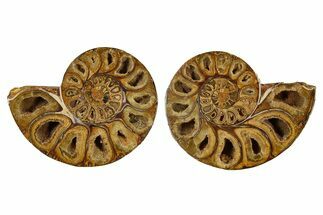 Jurassic Cut & Polished Ammonite Fossil - Madagascar #288320