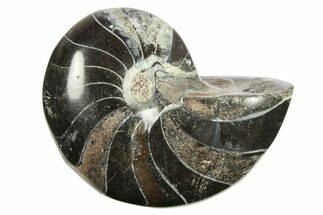 Polished Fossil Nautilus (Cymatoceras) - Unusual Black Color! #288564