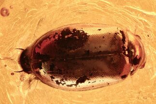 Two Detailed Fossil Marsh Beetles (Cyphon) in Baltic Amber #288439