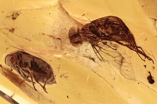 Large Fossil Marsh Beetle, Snipe Fly, and Biting Midge in Baltic Amber #288444