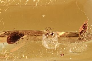 Detailed Fossil Marsh Beetle and Two Ants in Baltic Amber #288451