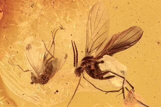 Detailed Fossil Fly and Fungus Gnat in Baltic Amber #288533