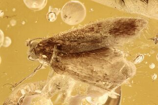Fossil Moth (Lepidoptera) in Baltic Amber #288561