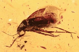 Fossil True Bug (Heteroptera) In Baltic Amber #288593