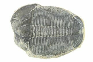 Elrathia Trilobite Fossil - Utah #288962