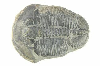 Elrathia Trilobite Fossil - Utah #288966