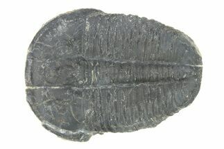 Elrathia Trilobite Fossil - Utah #288985