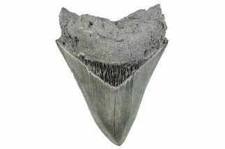 Serrated, Fossil Megalodon Tooth - South Carolina #288188