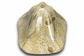 Polished Miocene Fossil Echinoid (Clypeaster) - Morocco #288920