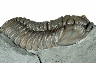 Flexicalymene Trilobite Fossil - Indiana #289058
