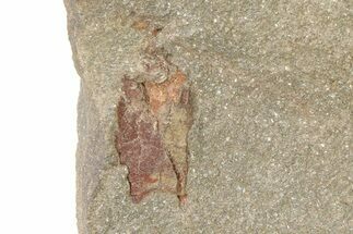Ordovician Carpoid Fossil - Ktaoua Formation, Morocco #289213