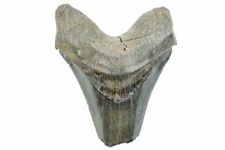 Partial Megalodon Tooth - Serrated Blade #289309