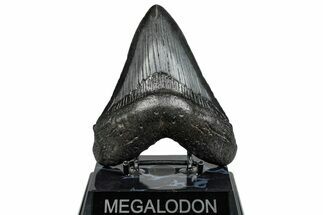 Fossil Megalodon Tooth - South Carolina #289336