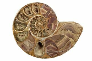 Jurassic Cut & Polished Ammonite Fossil (Half) - Madagascar #289322