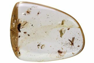Polished Colombian Copal ( g) - Contains Insects! #286903