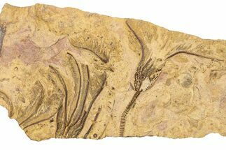 Ordovician Fossil Crinoid Plate - Marzane, Morocco #289487