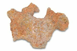 Fossil Tabulate Coral - Western Sahara, Morocco #289584