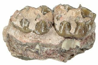 Fossil Horse (Mesohippus) Jaw Section - South Dakota #289573