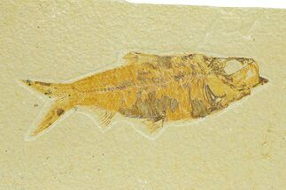 Detailed Fossil Fish (Knightia) - Wyoming #289904