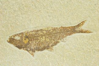 Detailed Fossil Fish (Knightia) - Wyoming #289915