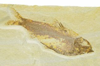 Detailed Fossil Fish (Knightia) - Wyoming #289919