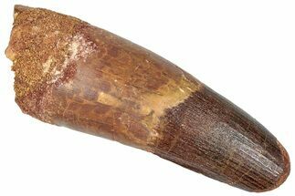 Enormous, Fossil Spinosaurus Tooth - Feeding Worn Tip #289777