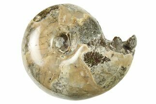 Polished Ammonite (Phylloceras?) Fossil - Madagascar #288048