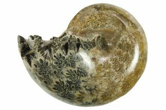 Polished Ammonite (Phylloceras) Fossil - Madagascar #288055