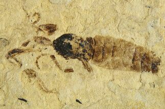 Detailed Fossil March Fly (Bibionidae) - France #290207