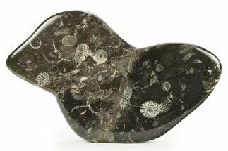 Polished Devonian Fossil Coral and Bryozoan Plate - Morocco #290345