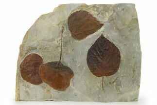 Plate with Four Fossil Leaves (Two Species) - Montana #269455