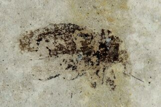 Fossil Beetle (Coleoptera) - France #290711