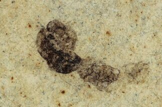Fossil Insect (Hymenoptera) - France #290712