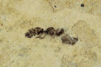 Fossil Insect (Hymenoptera) - France #290715