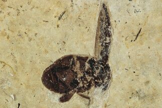 Fossil Beetle (Carabidae) - Bois d’Asson, France #290722