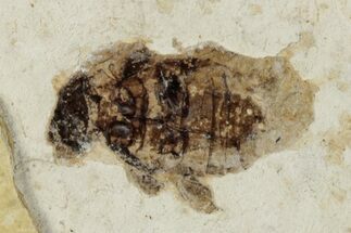 Fossil Beetle (Carabidae) - Bois d’Asson, France #290727