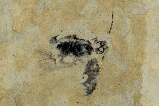 Fossil Beetle (Carabidae) - Bois d’Asson, France #290731