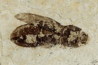 Fossil Beetle (Carabidae) - Bois d’Asson, France #290733
