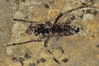 Detailed Fossil Marsh Fly (Tetanocera) - Cereste, France #290756