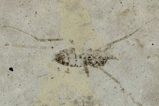 Detailed Fossil Marsh Fly (Tetanocera) - Cereste, France #290760