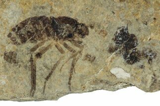 Detailed Fossil Marsh Fly (Tetanocera) - Cereste, France #290764