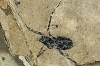 Detailed Fossil Marsh Fly (Tetanocera) - Cereste, France #290767