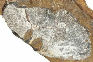 Three Paleocene Fossil Ginkgo Leaves - North Dakota #290842