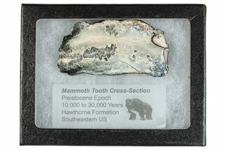 Mammoth Molar Slice With Case - South Carolina #291117
