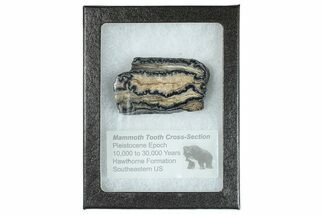 Mammoth Molar Slice With Case - South Carolina #291120