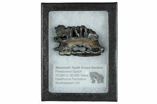Mammoth Molar Slice With Case - South Carolina #291166