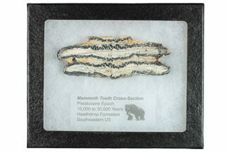 Mammoth Molar Slice With Case - South Carolina #291176