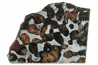 Polished Sericho Pallasite Meteorite ( g) Slice - Kenya #291271